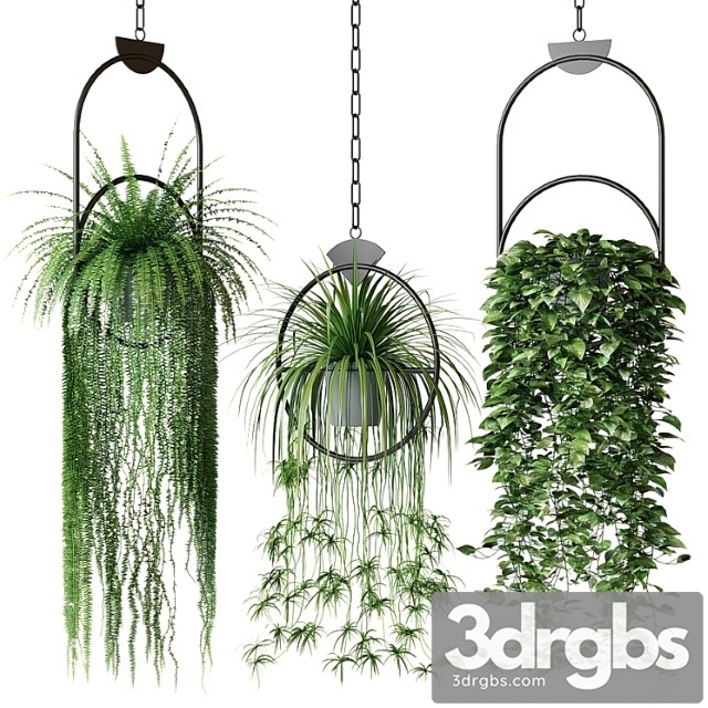 Set of hanging plants in hanging planters 2 - thumbnail 1