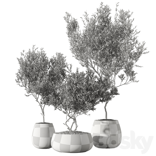 Set of indoor living plants in pots 13 3DS Max Model - thumbnail 6