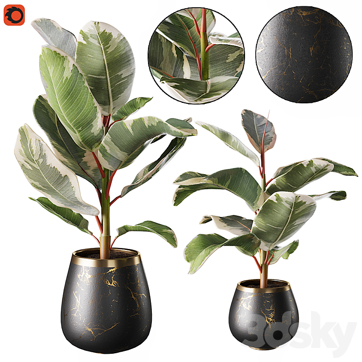 Set of plants ficus rubbery 3DS Max - thumbnail 1