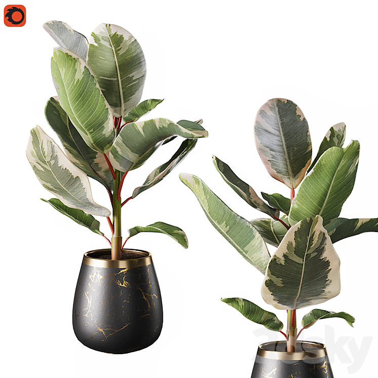 Set of plants ficus rubbery 3DS Max - thumbnail 2