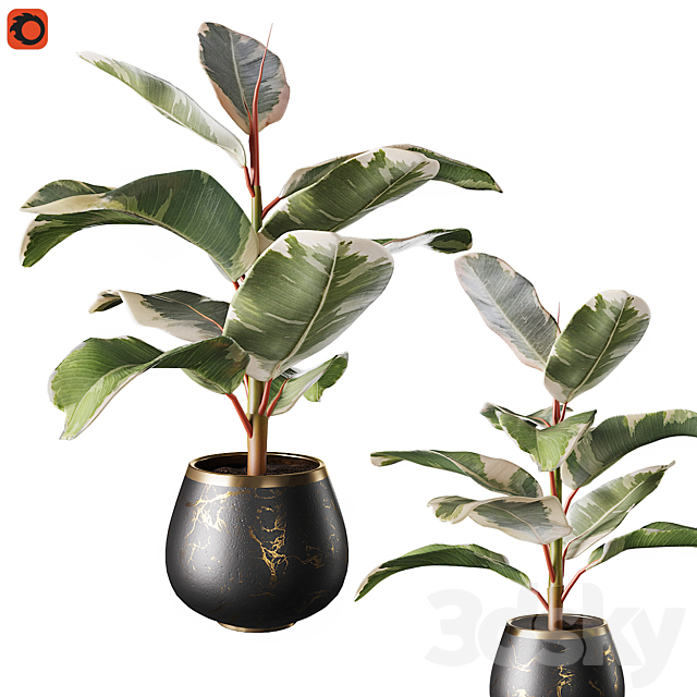 Set of plants ficus rubbery 3DSMax File - thumbnail 3