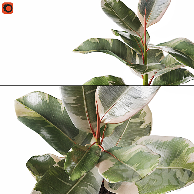 Set of plants ficus rubbery 3DSMax File - thumbnail 4