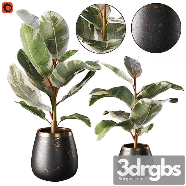 Set of plants ficus rubbery - thumbnail 1