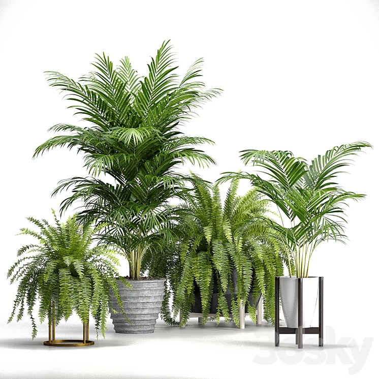 Set of plants No. 3 (Areca palm fern) 3DS Max - thumbnail 1