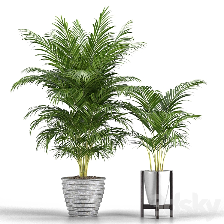 Set of plants No. 3 (Areca palm fern) 3DS Max - thumbnail 2