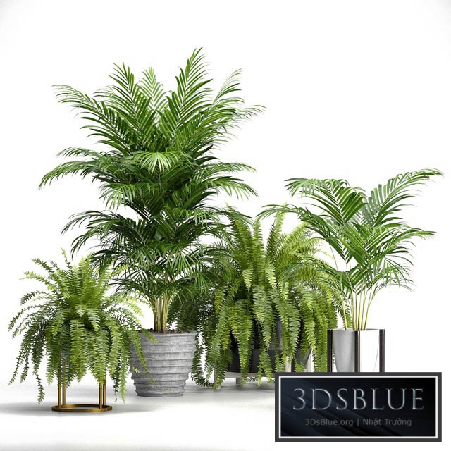 Set of plants No. 3 (Areca palm fern) 3DS Max - thumbnail 3