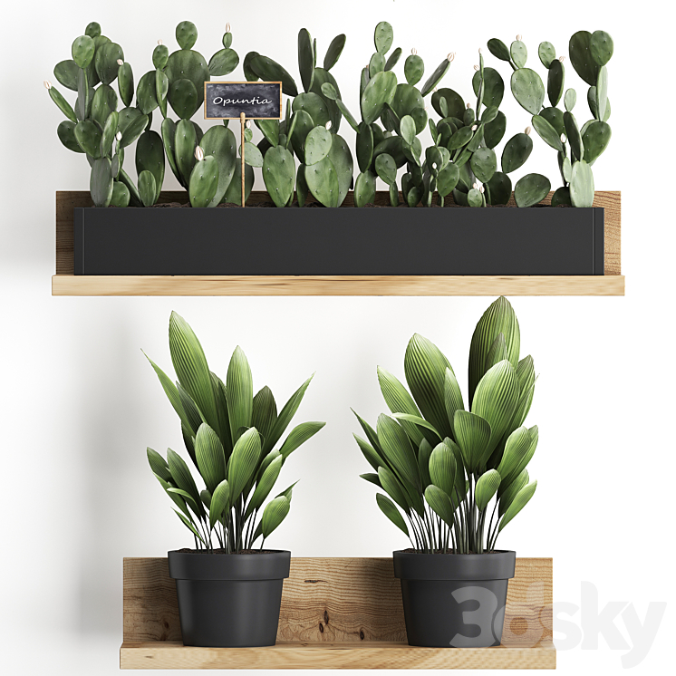 Shelf with flowers Plant  398. Cactus fern Prickly pear prickly pear indoor plants eco design 3DS Max - thumbnail 2