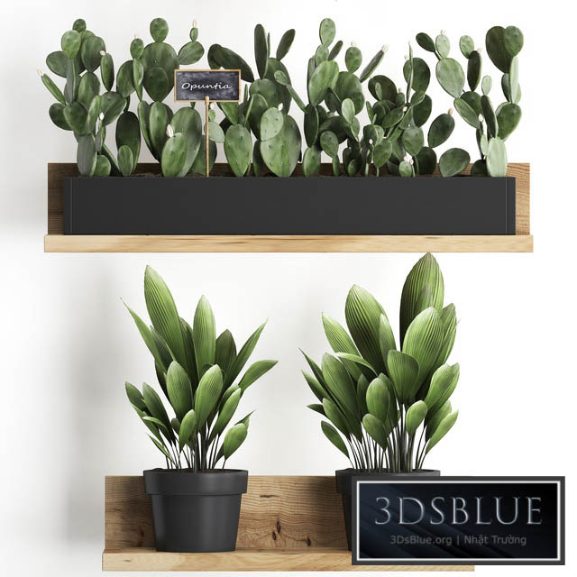 Shelf with flowers Plant  398. Cactus fern Prickly pear prickly pear indoor plants eco design 3DS Max - thumbnail 3