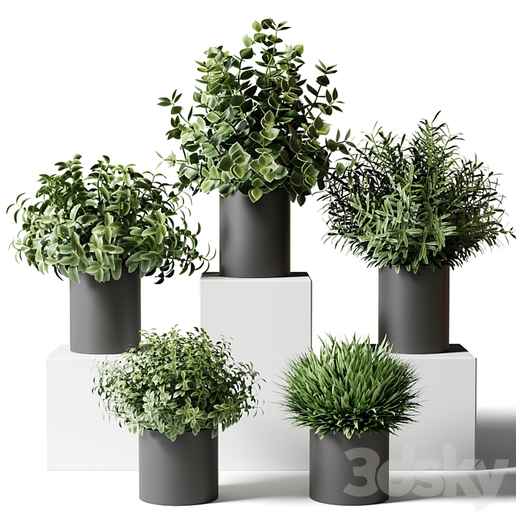 Small indoor plants in pots in the kitchen 3DS Max - thumbnail 1