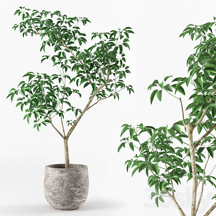 Small tree in pot 3DS Max - thumbnail 1