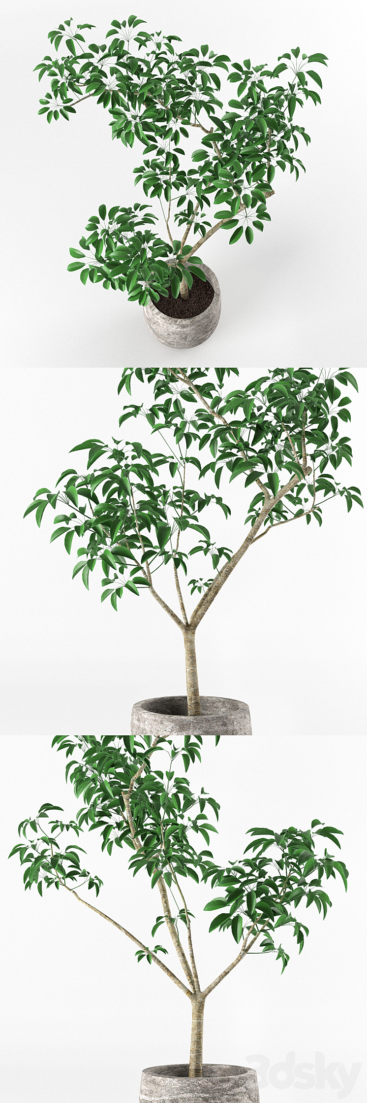 Small tree in pot 3DS Max - thumbnail 2