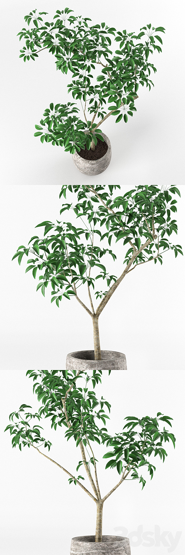 Small tree in pot 3DSMax File - thumbnail 2