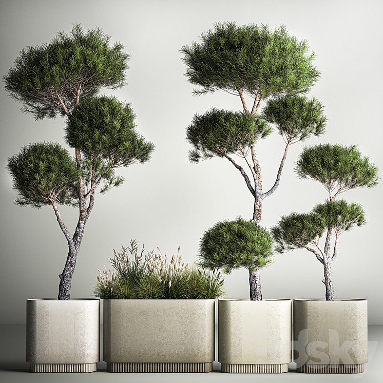 Small trees in pots pine topiary wildflowers bush feather grass grass. Plant collection 1177. 3DS Max Model - thumbnail 1