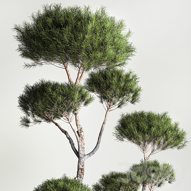 Small trees in pots pine topiary wildflowers bush feather grass grass. Plant collection 1177. 3DS Max Model - thumbnail 3