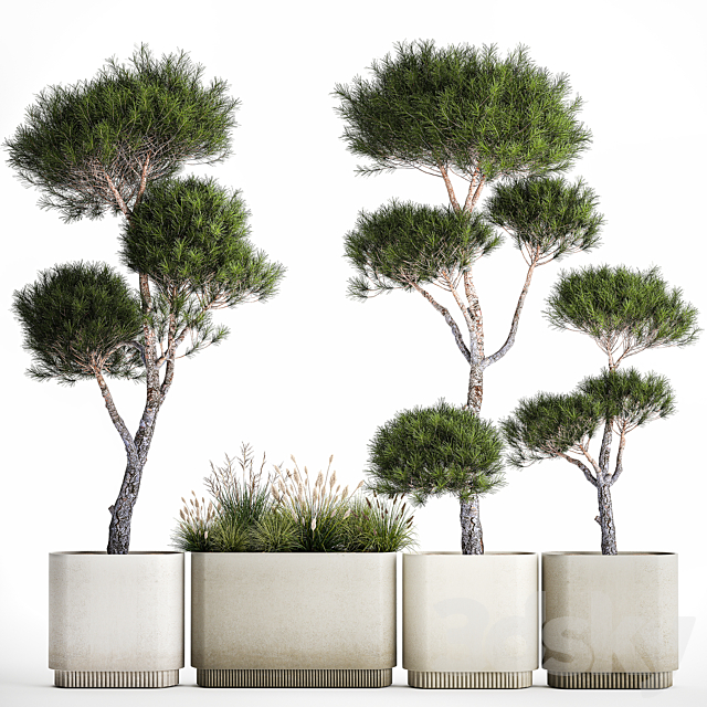 Small trees in pots pine topiary wildflowers bush feather grass grass. Plant collection 1177. 3DS Max Model - thumbnail 4