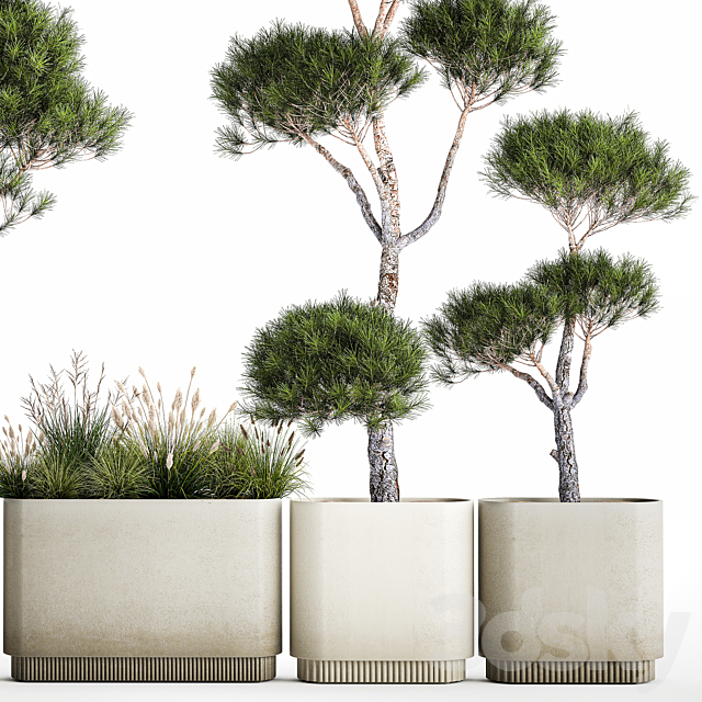 Small trees in pots pine topiary wildflowers bush feather grass grass. Plant collection 1177. 3DS Max Model - thumbnail 5