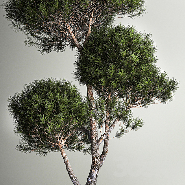 Small trees in pots pine topiary wildflowers bush feather grass grass. Plant collection 1177. 3DS Max Model - thumbnail 6