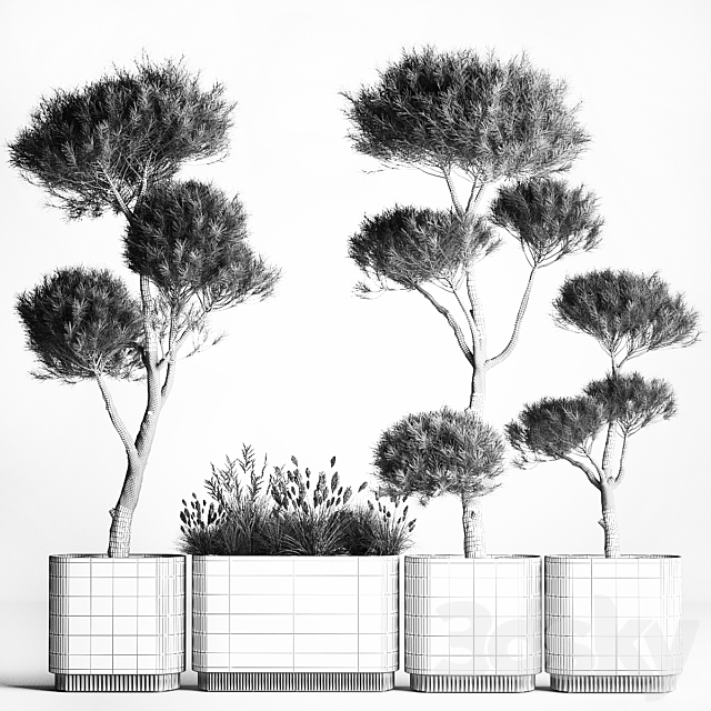 Small trees in pots pine topiary wildflowers bush feather grass grass. Plant collection 1177. 3DS Max Model - thumbnail 7