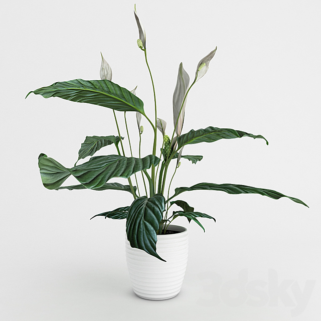 Spathiphyllum 3DSMax File - thumbnail 1