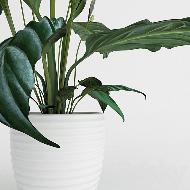 Spathiphyllum 3DSMax File - thumbnail 2