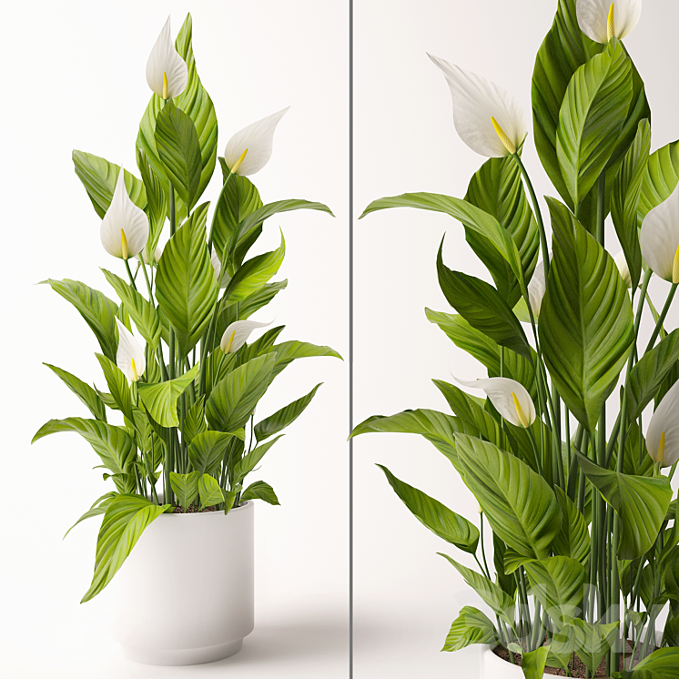 Spathiphyllum plant 3DS Max - thumbnail 1