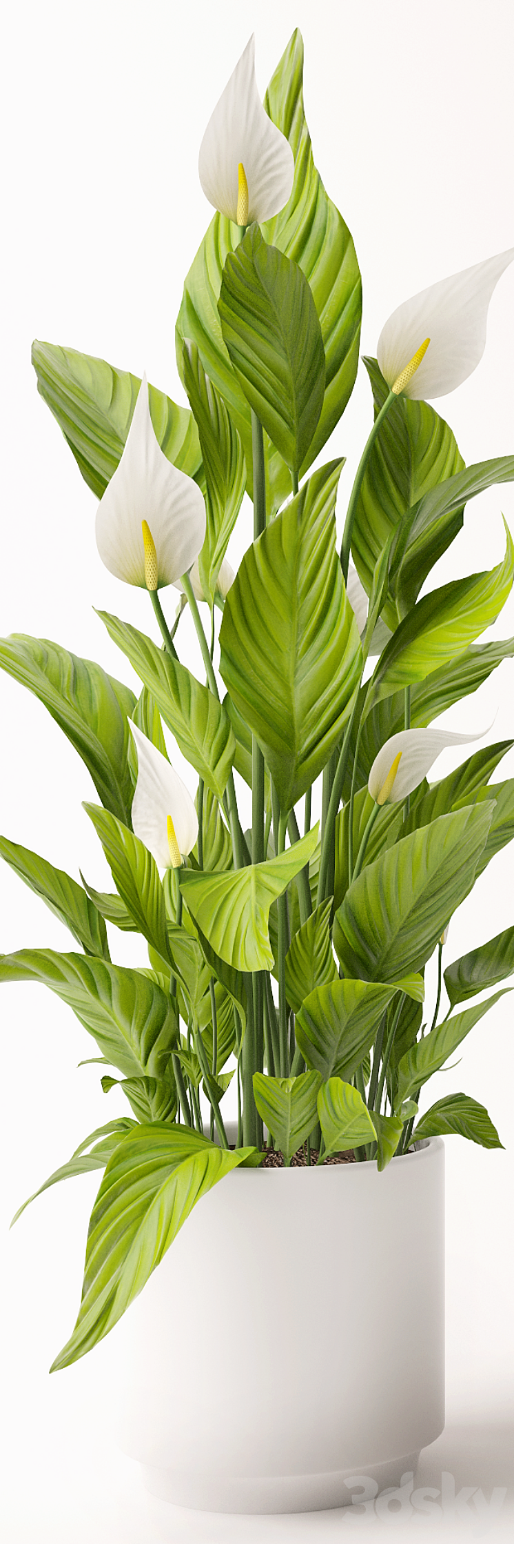 Spathiphyllum plant 3DS Max - thumbnail 2