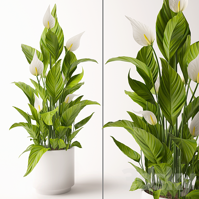 Spathiphyllum plant 3DSMax File - thumbnail 1