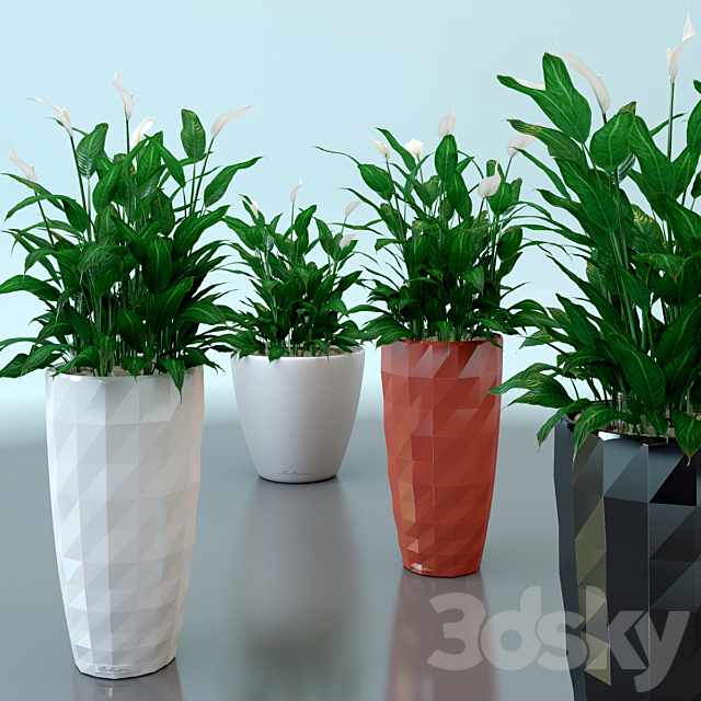 Spathiphyllum Wallis _ Spathiphyllum wallisii in pots Lechuza 3DSMax File - thumbnail 1