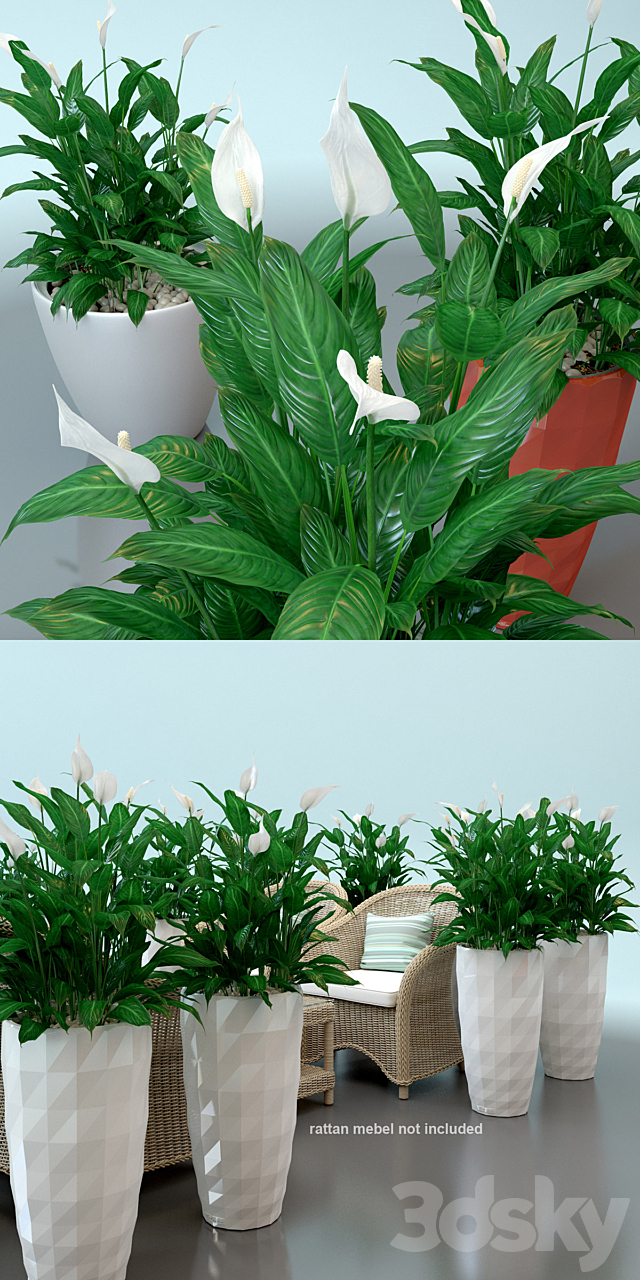 Spathiphyllum Wallis _ Spathiphyllum wallisii in pots Lechuza 3DSMax File - thumbnail 2