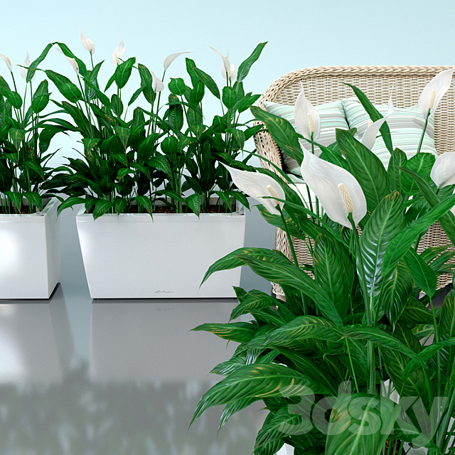 Spathiphyllum Wallis. Spathiphyllum. interior plants. Lechuza. pots. Carara. Spathiphyllum 3DSMax File - thumbnail 1