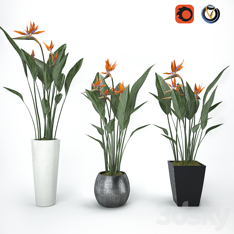 Strelitzia 3DS Max - thumbnail 1