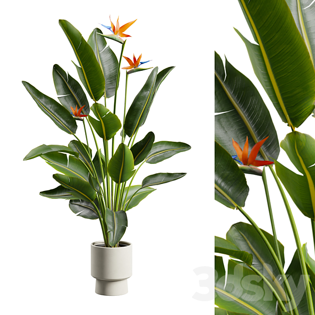 Strelitzia Nicolai – Bird of Paradise Plant 3ds Max - thumbnail 1