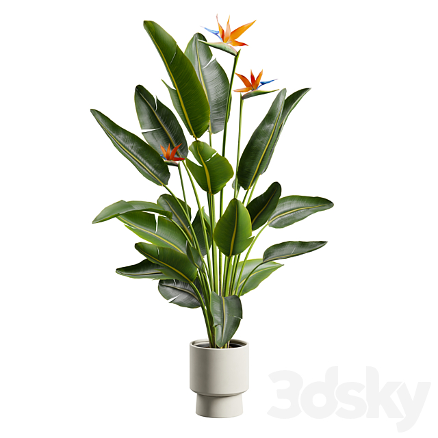 Strelitzia Nicolai – Bird of Paradise Plant 3ds Max - thumbnail 2