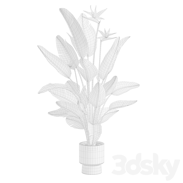 Strelitzia Nicolai – Bird of Paradise Plant 3ds Max - thumbnail 3