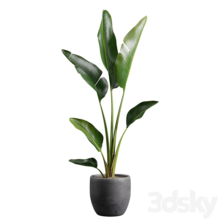 Strelitzia Nicolai in Pot 3DS Max - thumbnail 1