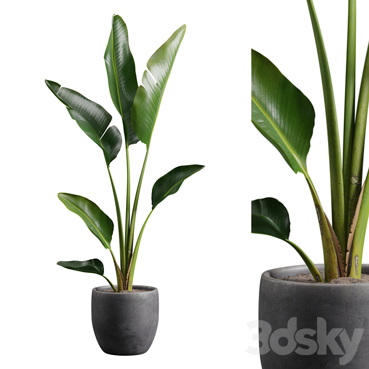 Strelitzia Nicolai in Pot 3DS Max - thumbnail 2