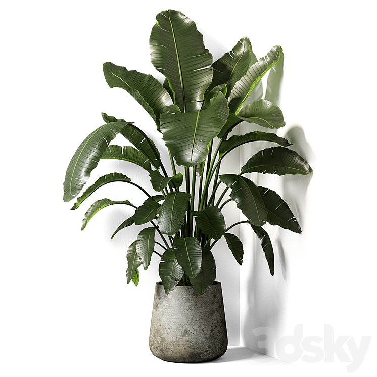 strelitzia plant 02 3DS Max - thumbnail 1