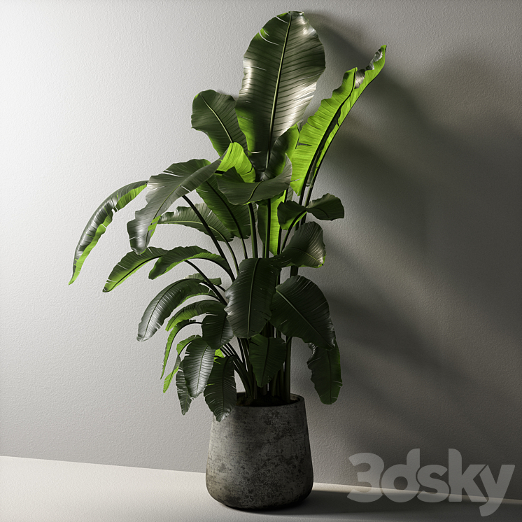 strelitzia plant 02 3DS Max - thumbnail 2