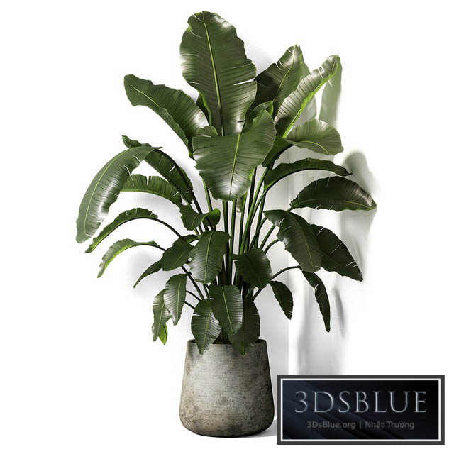 strelitzia plant 02 3DS Max - thumbnail 3