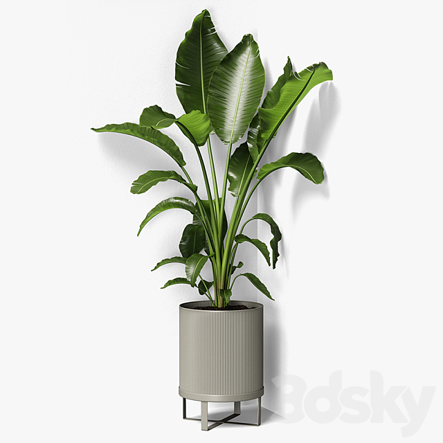 strelitzia plant 3DSMax File - thumbnail 1