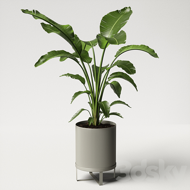 strelitzia plant 3DSMax File - thumbnail 2