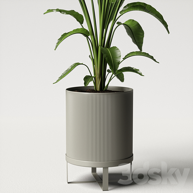 strelitzia plant 3DSMax File - thumbnail 4