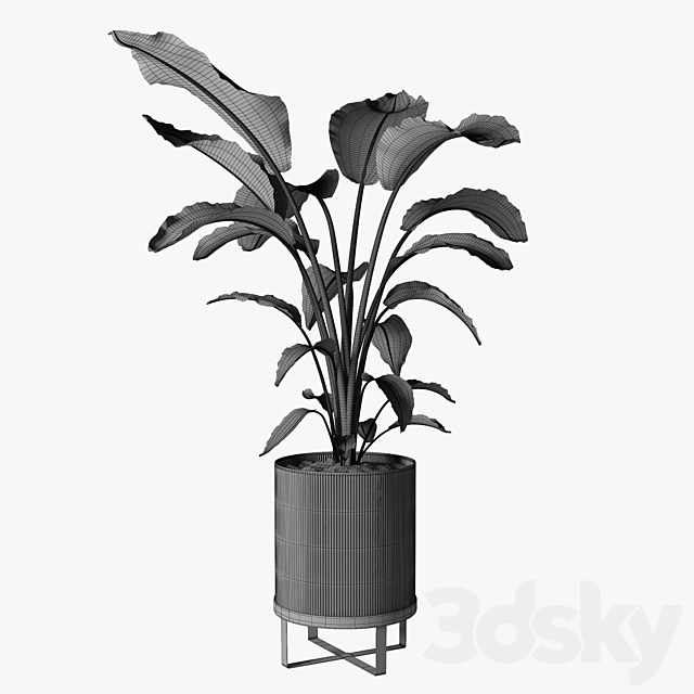 strelitzia plant 3DSMax File - thumbnail 5