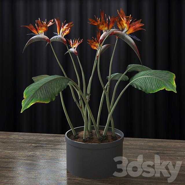 Strelitzia reginae 3DSMax File - thumbnail 1