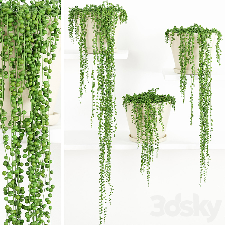 String Of Pearls Plant 2 3DS Max - thumbnail 1