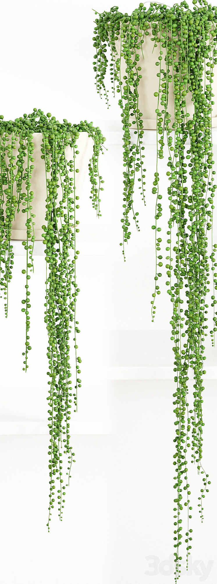 String Of Pearls Plant 2 3DS Max - thumbnail 2