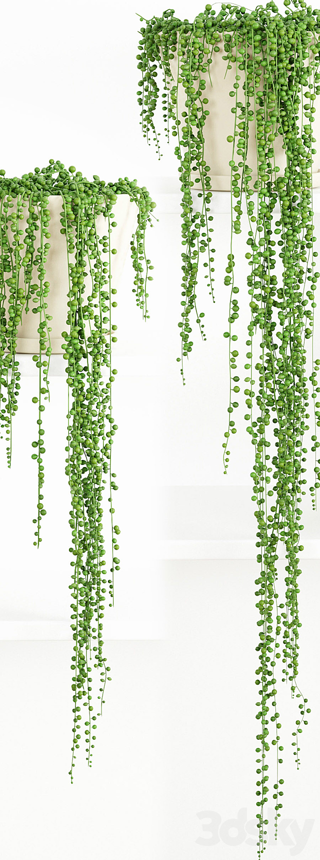 String Of Pearls Plant 2 3DSMax File - thumbnail 2