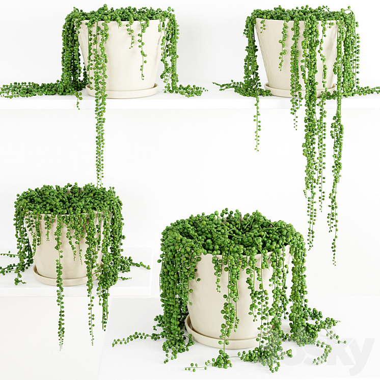 String Of Pearls Plant 3 3DS Max - thumbnail 1