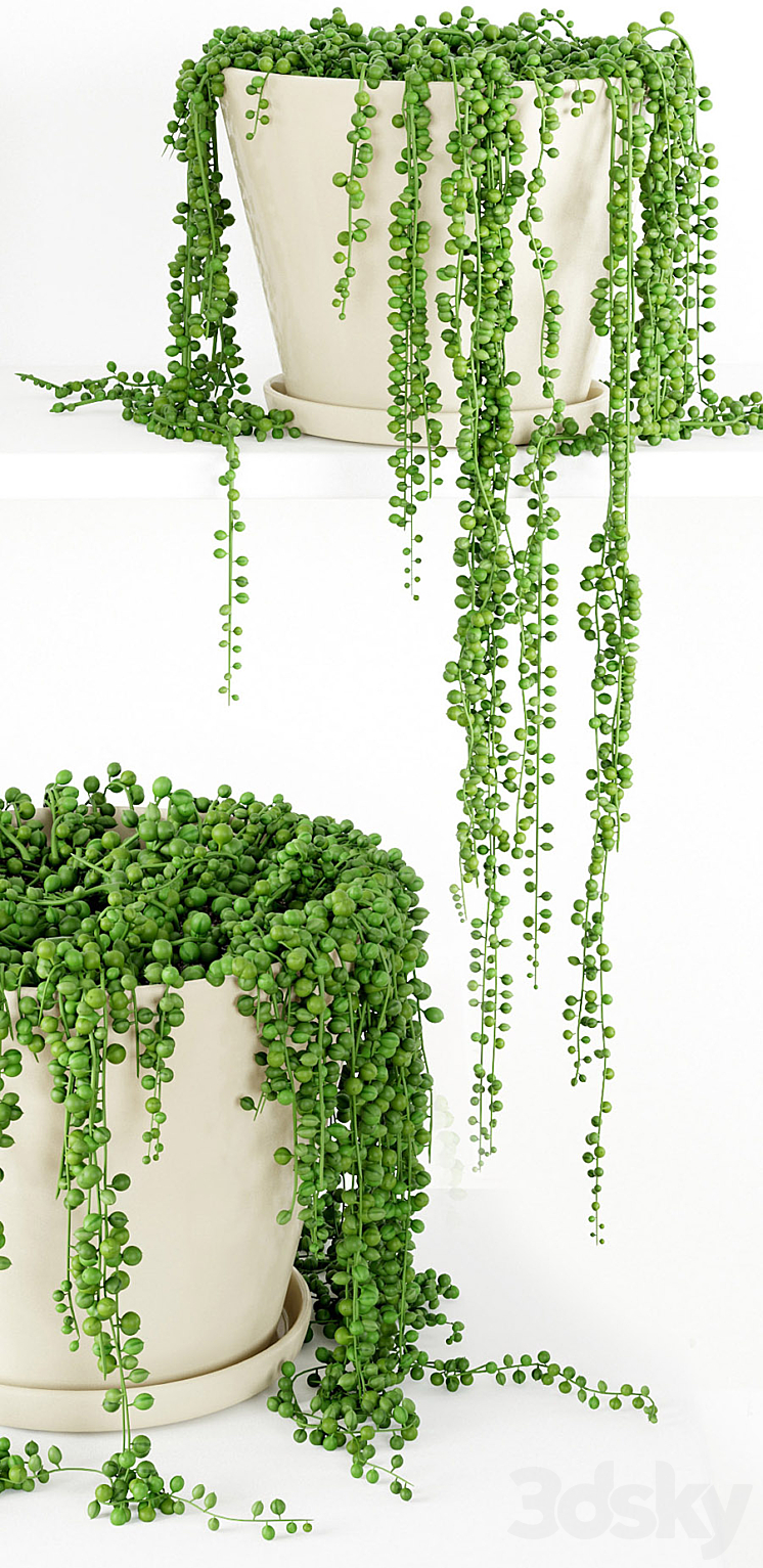 String Of Pearls Plant 3 3DS Max - thumbnail 2