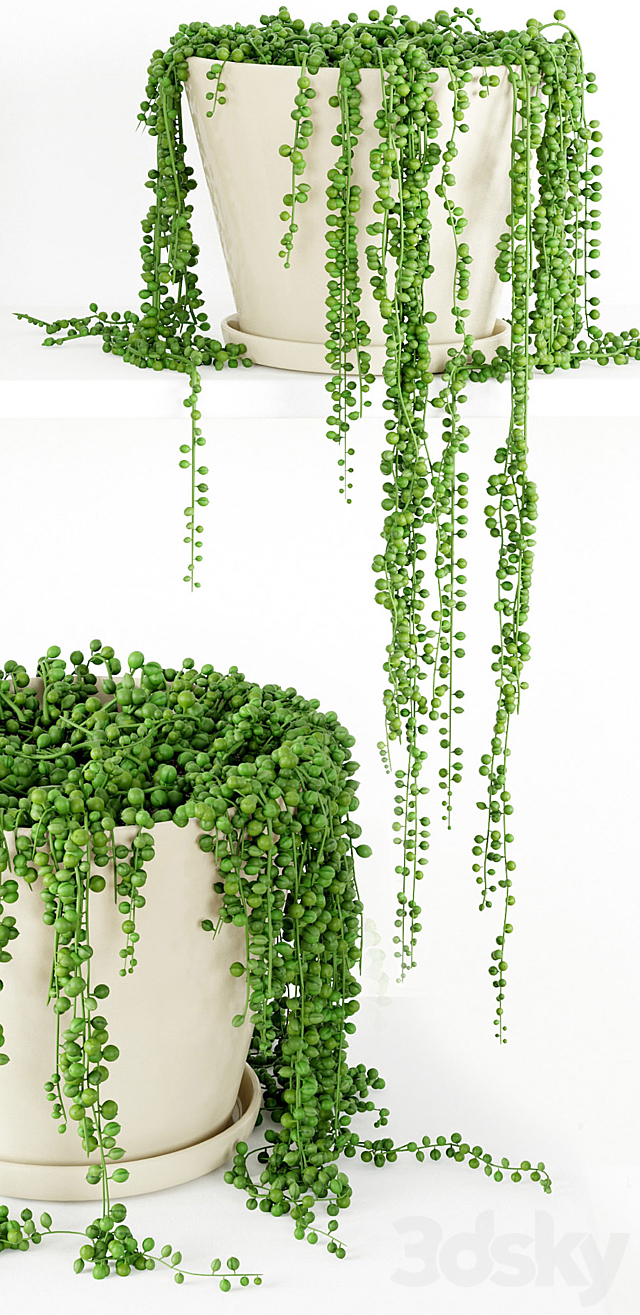 String Of Pearls Plant 3 3DSMax File - thumbnail 2